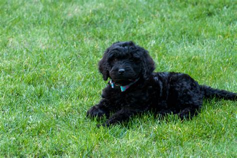 black goldendoodle - Onyx | Goldendoodle, Puppies, Animals