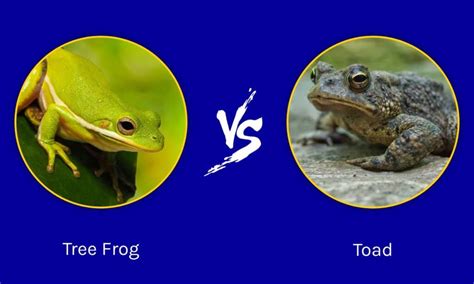 Tree Frog vs Toad: What are the Differences? - A-Z Animals