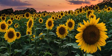 This Spectacular Sunflower Field Is Currently Blooming In Maryland