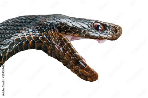 The head of a poisonous snake of a black viper with an open mouth ...