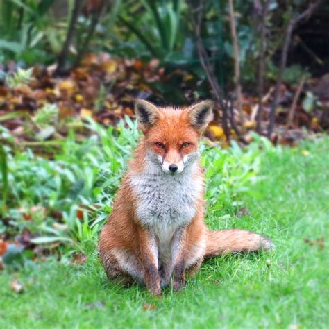 Red fox in garden stock photo. Image of england, animal - 237527096