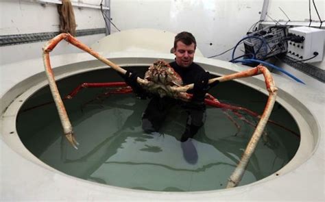 Japanese Spider Crabs: Twelve Feet of Legs - Kids Discover