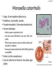 Moraxella catarrhalis.pptx - N. Patel F2013 Moraxella catarrhalis • • • • Large Gram-negative ...