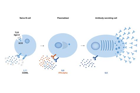 B Cell Biology and Engineering