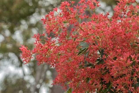 Image of Bright red Christmas Bush flowers - native NSW bush that turns from white to red at ...