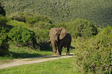 Kariega Game Reserve Eastern Cape | DrumBox | Flickr