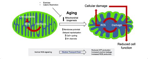 | Mitochondrial dysfunction during aging. Healthy mitochondria produce ...