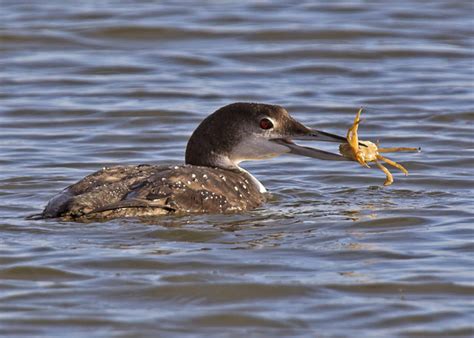 Zenfolio | Adrian Dowling Wildlife Photography | Coastal Birds | Great Northern Diver (adult ...