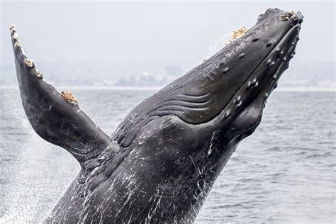 Are humpback whales really not threatened anymore?