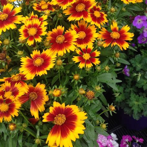 3000 seeds Coreopsis tinctoria Dwarf Plains Wildflower, easy to grow #IEB11