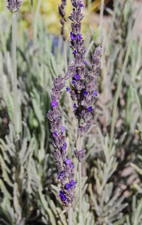 Goodwin Creek Lavender | Faller Landscape