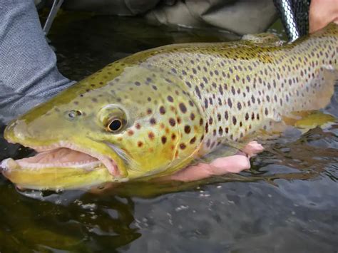 All About Click And Pawl Fly Reels: A Guides Perspective - Trout ...