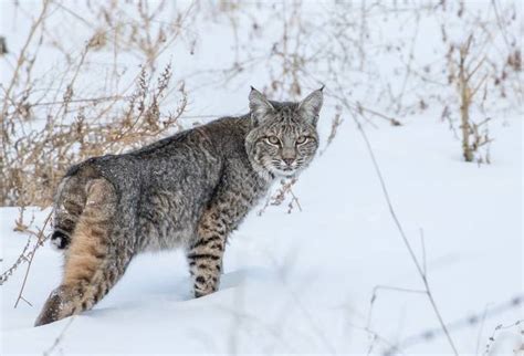 Winter Wildlife Photo Contest Winners - VIEWBUG.com