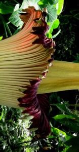 DryStoneGarden » Blog Archive » Trudy the Corpse Flower