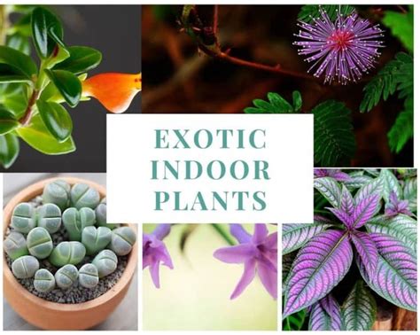 17 Exotic Indoor Plants: Bring Adventure To Your Home - Garden For Indoor