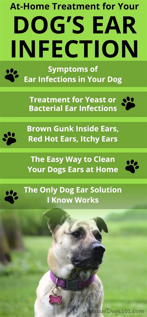 The Secret to Getting Rid of Ear Infections in Your Dog at Home | Dog ear infection remedy, Dogs ...