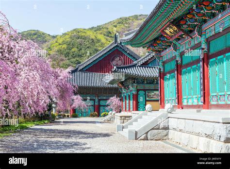 Gyeongbokgung Palace with cherry blossom in spring,Korea Stock Photo - Alamy