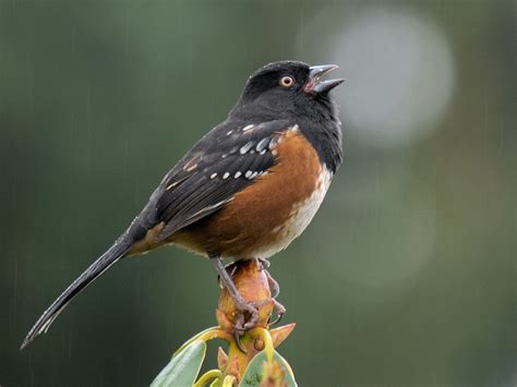 All About Birds: Spotted Towhee | Backyard birds, Birds, Bird life list