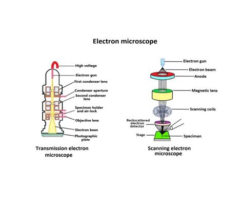 Electron microscope: Definition and types - sciencequery.com