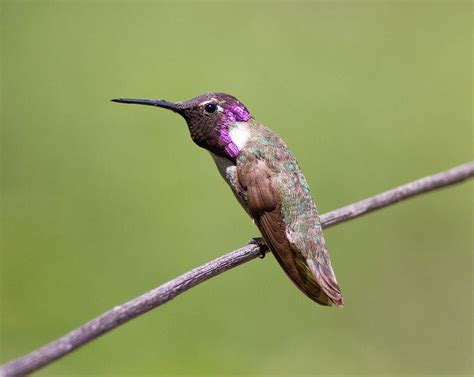 Costa's Hummingbird (male) Costa, Hummingbirds, Sunflowers, Flickr ...