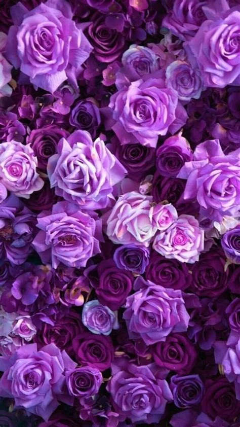 Pin by Shezelle Perry on Flowers Real | Flower aesthetic, Purple ...