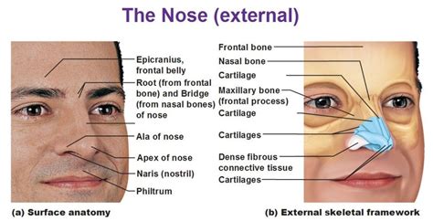 Parts Of The External Nose