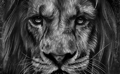 How to Draw a Realistic Lion like an Artist - Studio Wildlife