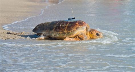 Tour de Turtles This Saturday at Disney's Vero Beach Resort! | Chip and Company