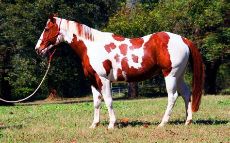 Red White Horse Indian Horse Wallpaper For Desktop : Wallpapers13.com