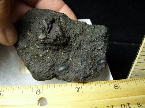 Rancho La Brea Formation Tar Pit Beetles & Rodent Jaw (085020f) - The ...