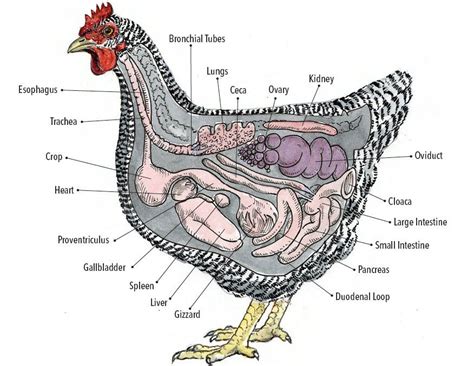 Hen anatomy | Large animal vet, Chicken anatomy, Animal science