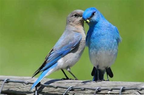 How to Identify a Mountain Bluebird - Birds and Blooms