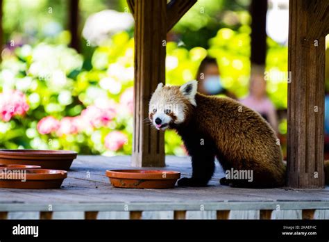 An adorable red panda eating from a bowl Stock Photo - Alamy