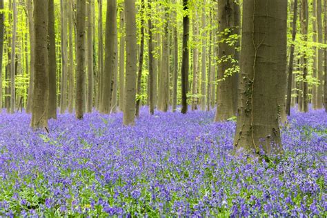 Wander Through Fields Of English Bluebells In This Soothing New Video