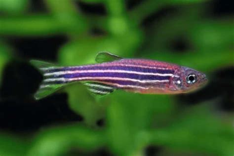 Danio Rerio – Detailed Guide: Care, Diet, and Breeding - Shrimp and ...