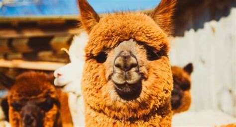 Alpaca Names - 250 Name Ideas That Will Suit Your Alpaca