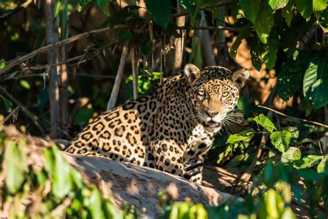 30 animales del Amazonas muy exóticos | Viajero Casual