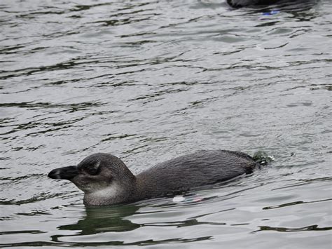 Young Penguin Swimming by DinoSpine on DeviantArt