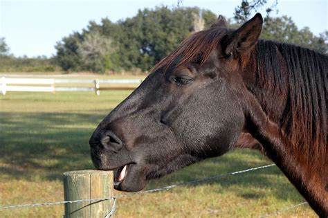 What Is Horse Cribbing And How To Stop It