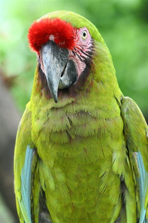 Green Macaw Feathers stock photo. Image of macro, nature - 44000432