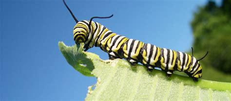 Real-life very hungry caterpillars aren't adorable but very violent - BBC Science Focus Magazine