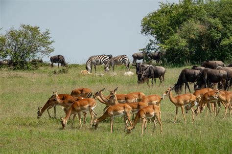 Safari in Maasai Mara (Kenya) during the Wildebeest Migration | Discover Discomfort