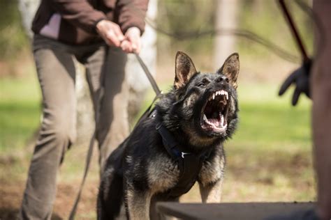 A German Shepherd Barking: A Perfect Guide to Train Your GSD