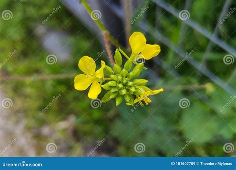 Brassicaceae Family Spring Flower Blossomed Stock Image - Image of beauty, growth: 181607709