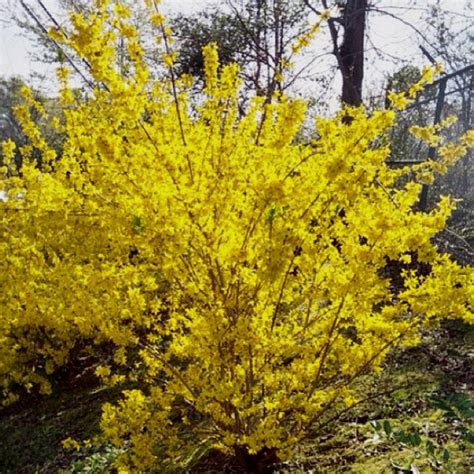 Beautiful Forsythia Bush | Forsythia, Forsythia bush, Shrubs