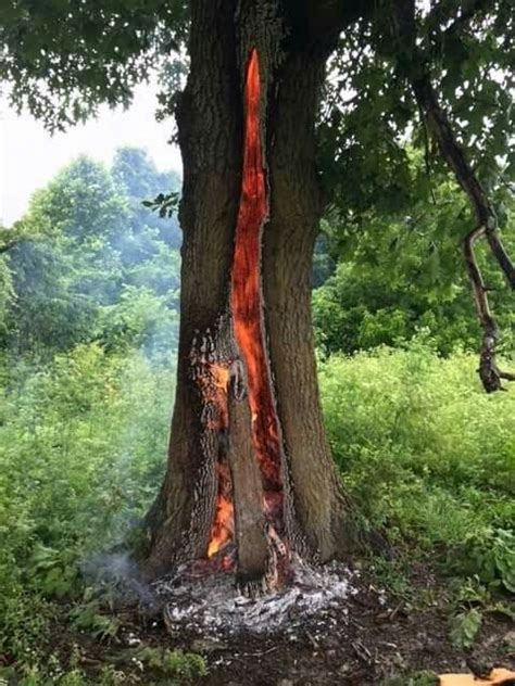 Arkansas oak tree burns after being struck by lightning. | Lightning strikes, Tree, Oak tree