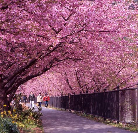 Japan Cherry Blossom | Okinawa japan, Okinawa, Japan architecture