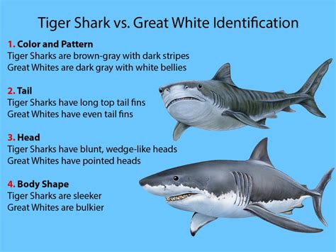 Tiger Shark vs. Great White Shark