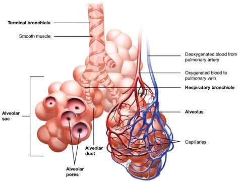 5.7: Bronchial Tree - Medicine LibreTexts