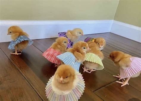 Chicks in cupcake wrapper skirts | Funny animal pictures, Cute small animals, Baby chickens